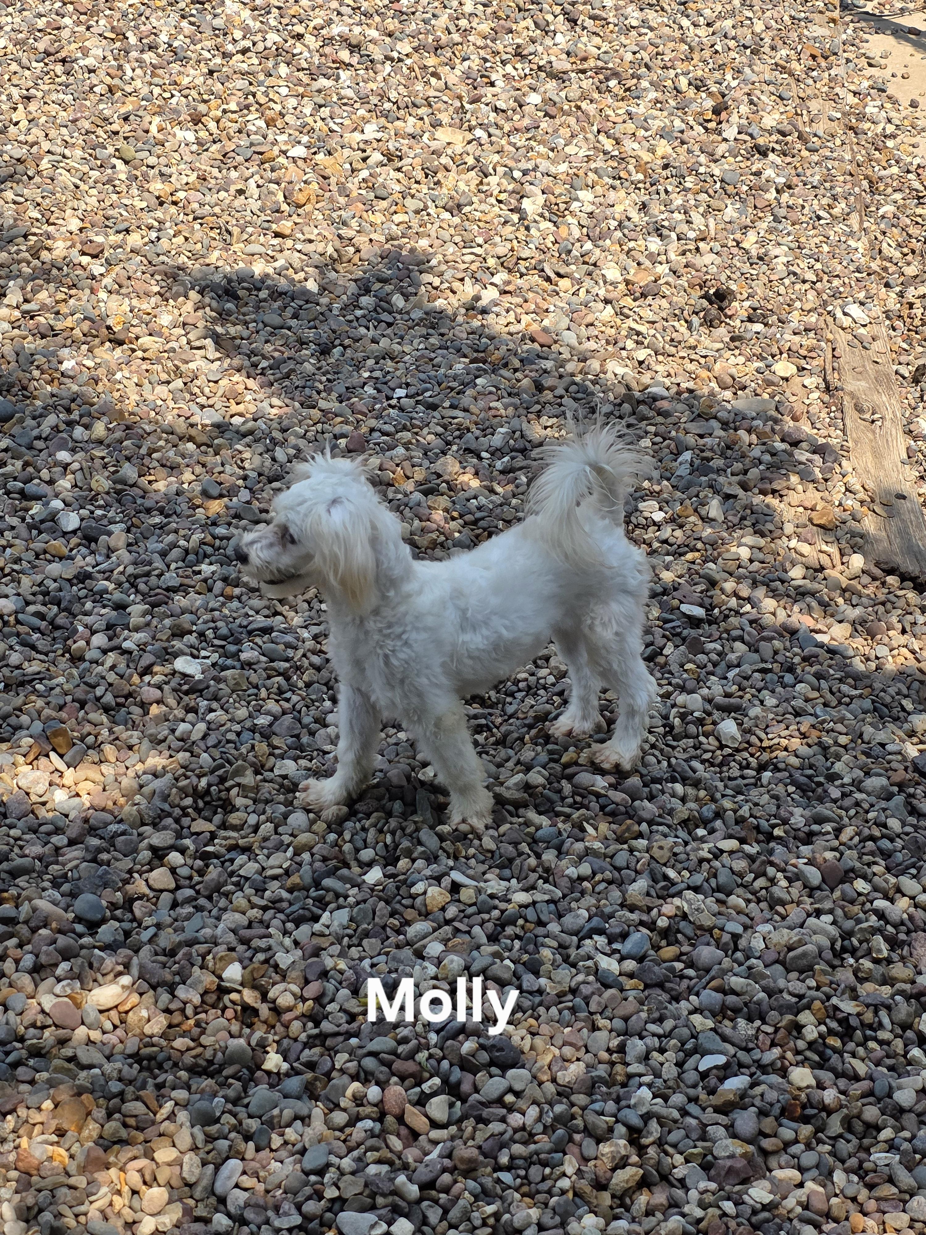 Molly, an adoptable Maltipoo in Wever, IA, 52658 | Photo Image 1