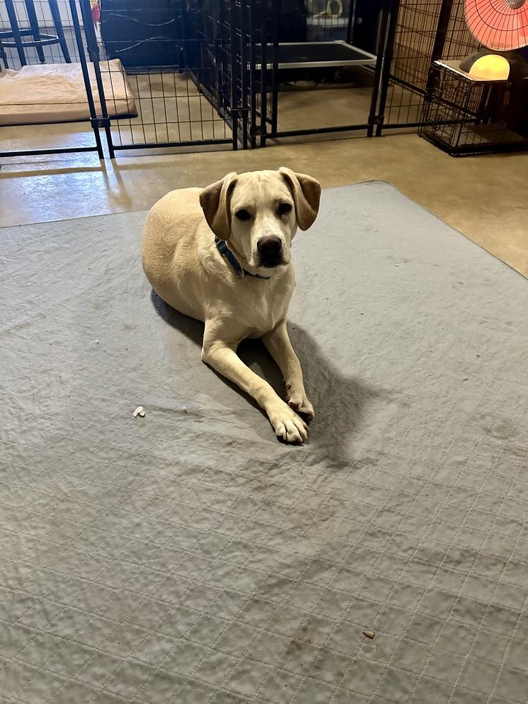 Leo, Adoptable, Young Male Labrador Retriever & Pointer.