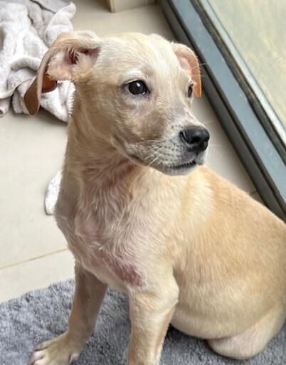 Enlarge Leo, a Adoptable mixed breed in Washington, DC image 2/4