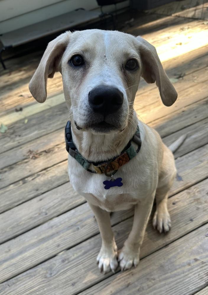 Enlarge Leo, a Adoptable mixed breed in Washington, DC image 3/4