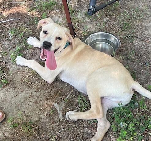 Enlarge Leo, a Adoptable mixed breed in Washington, DC image 4/4