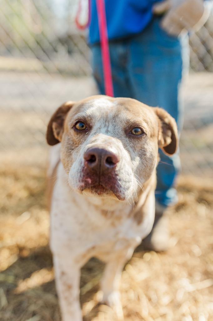 Rocky, Adoptable, Adult Male Mixed Breed.
