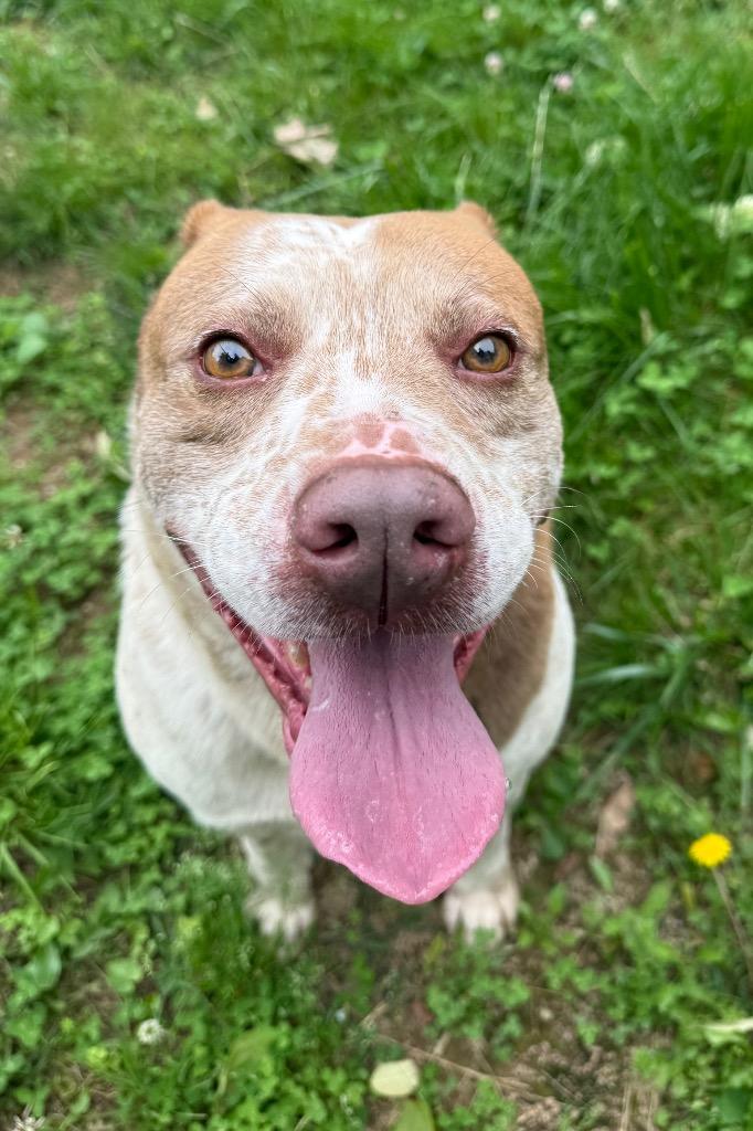 Enlarge Rocky, a Adoptable mixed breed in Lawrenceburg, TN image 2/6