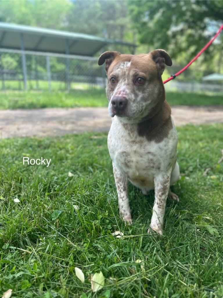 Rocky, a Adoptable mixed breed in Lawrenceburg, TN image 3/6