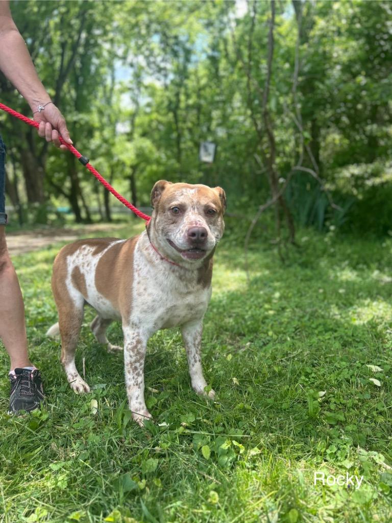 Enlarge Rocky, a Adoptable mixed breed in Lawrenceburg, TN image 1/6