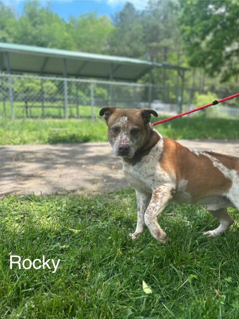 Rocky, Adoptable, Adult Male Mixed Breed.