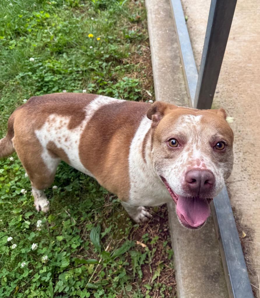 Rocky, a Adoptable mixed breed in Lawrenceburg, TN image 2/6