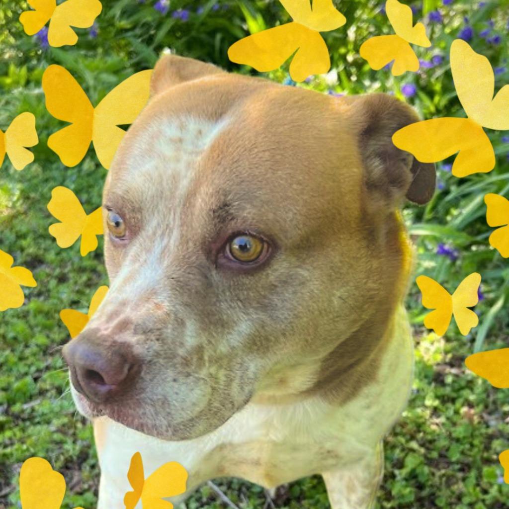 Rocky, a Adoptable mixed breed in Lawrenceburg, TN image 3/6