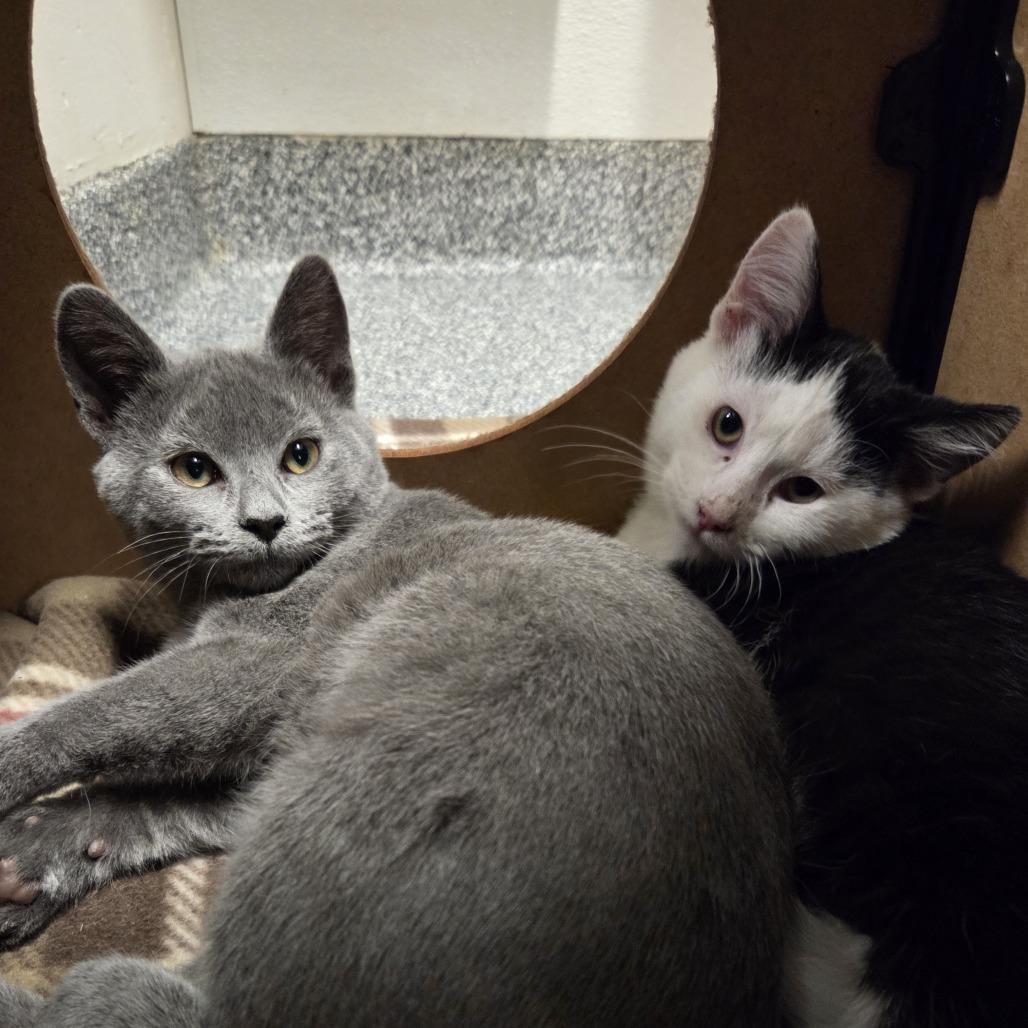 Enlarge Rainey & Misty, a Adoptable Domestic Short Hair in Hinsdale, IL image 1/2