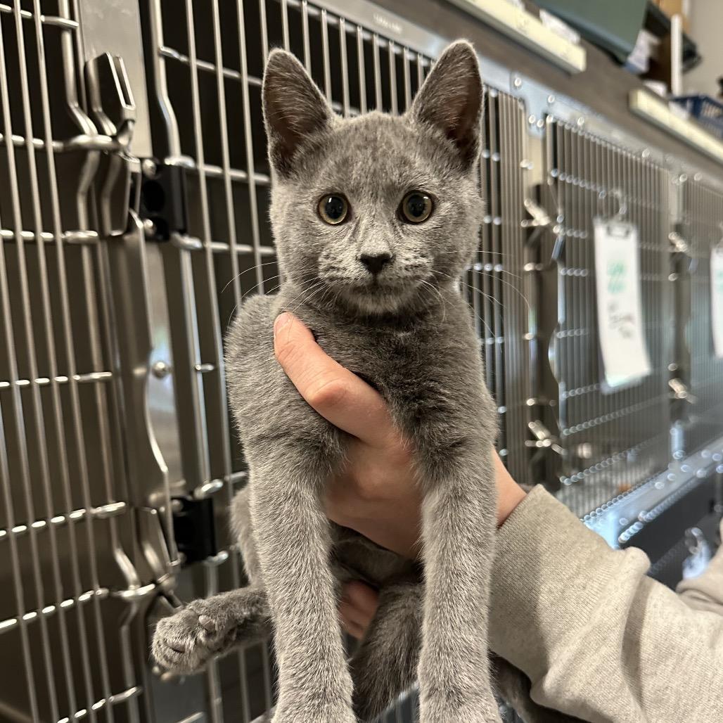 Enlarge Rainey & Misty, a Adoptable Domestic Short Hair in Hinsdale, IL image 2/2