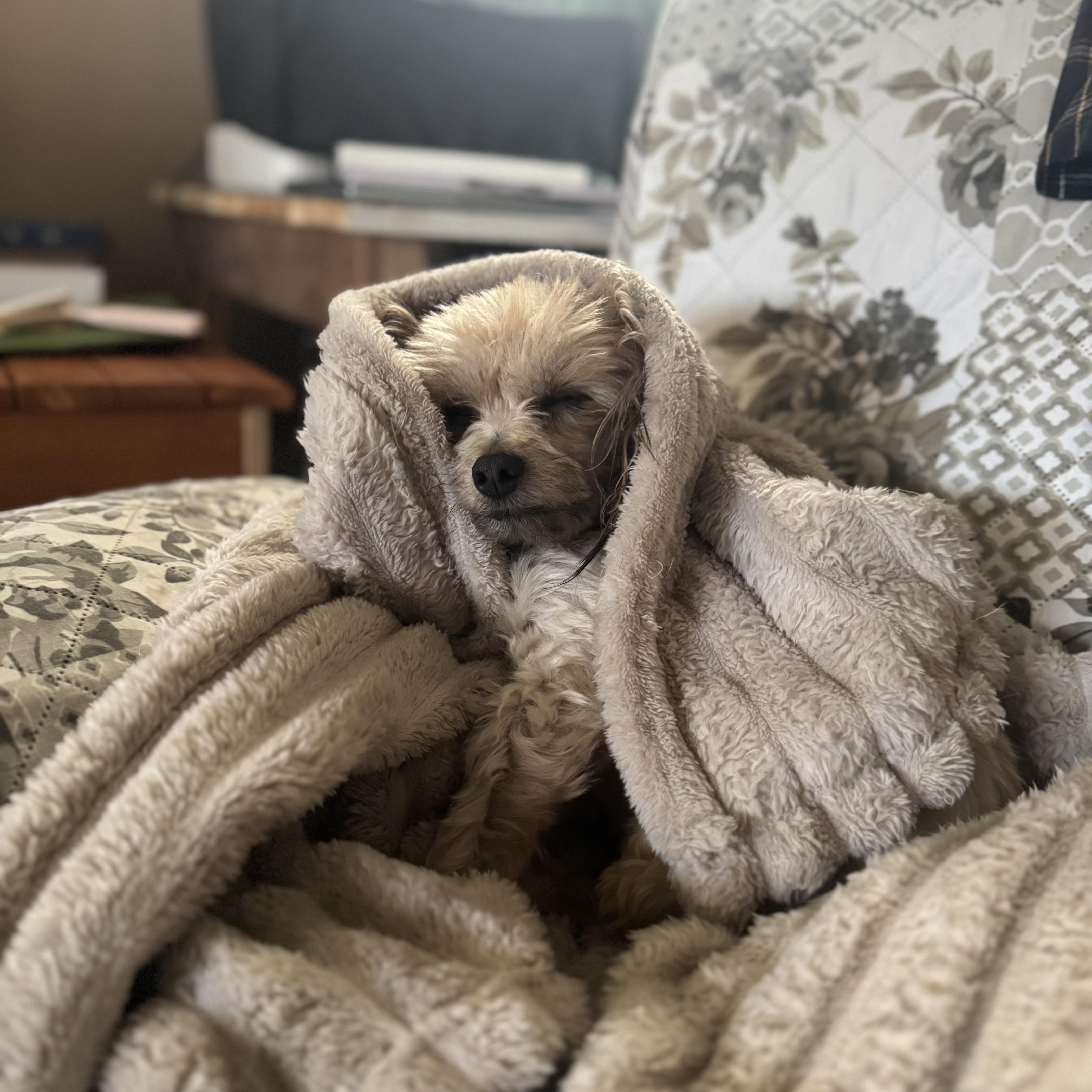 Enlarge Gizmo, a Adoptable mixed breed in Collingswood, NJ image 4/6