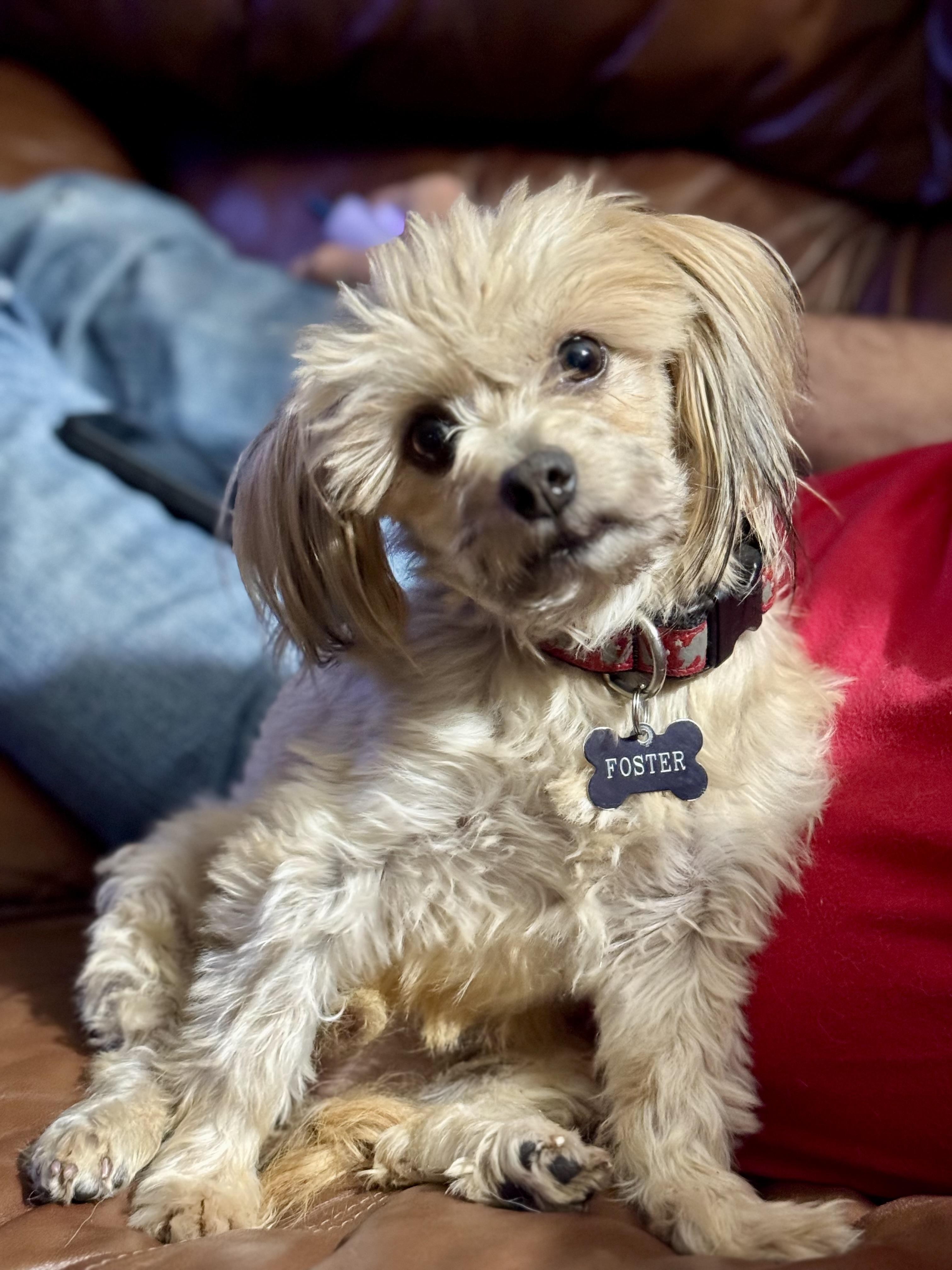 Enlarge Gizmo, a Adoptable mixed breed in Collingswood, NJ image 1/6