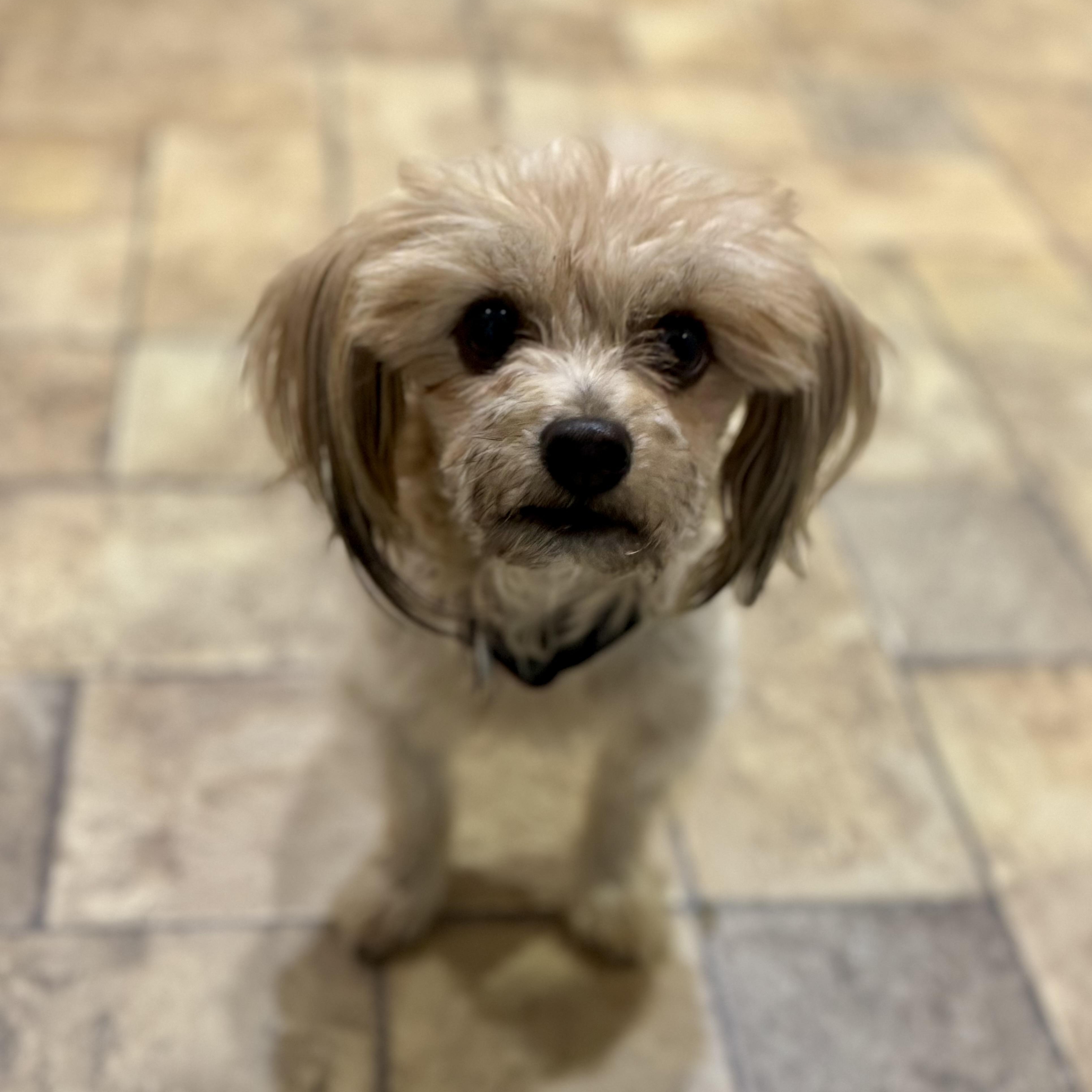 Enlarge Gizmo, a Adoptable mixed breed in Collingswood, NJ image 2/6