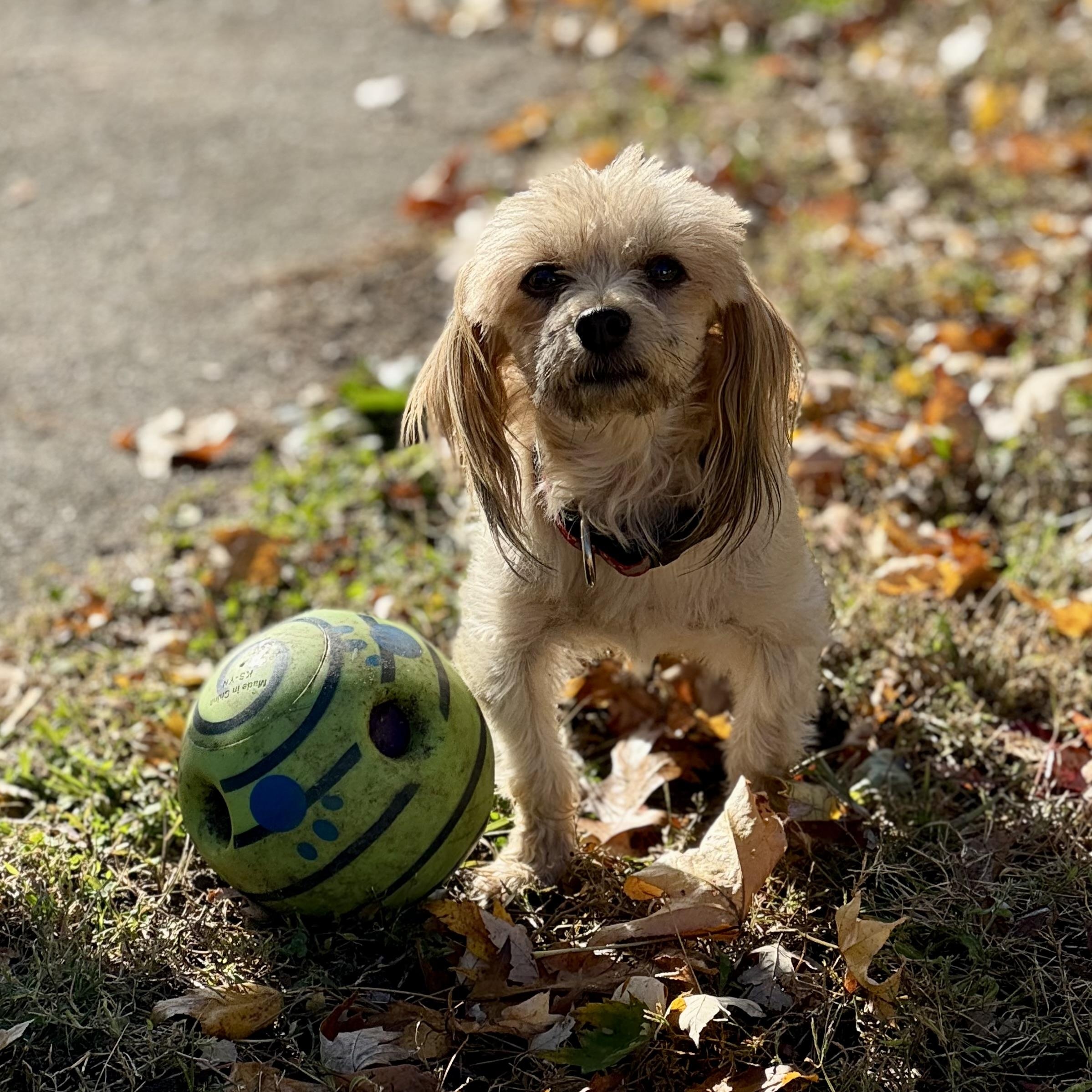 Enlarge Gizmo, a Adoptable mixed breed in Collingswood, NJ image 6/6