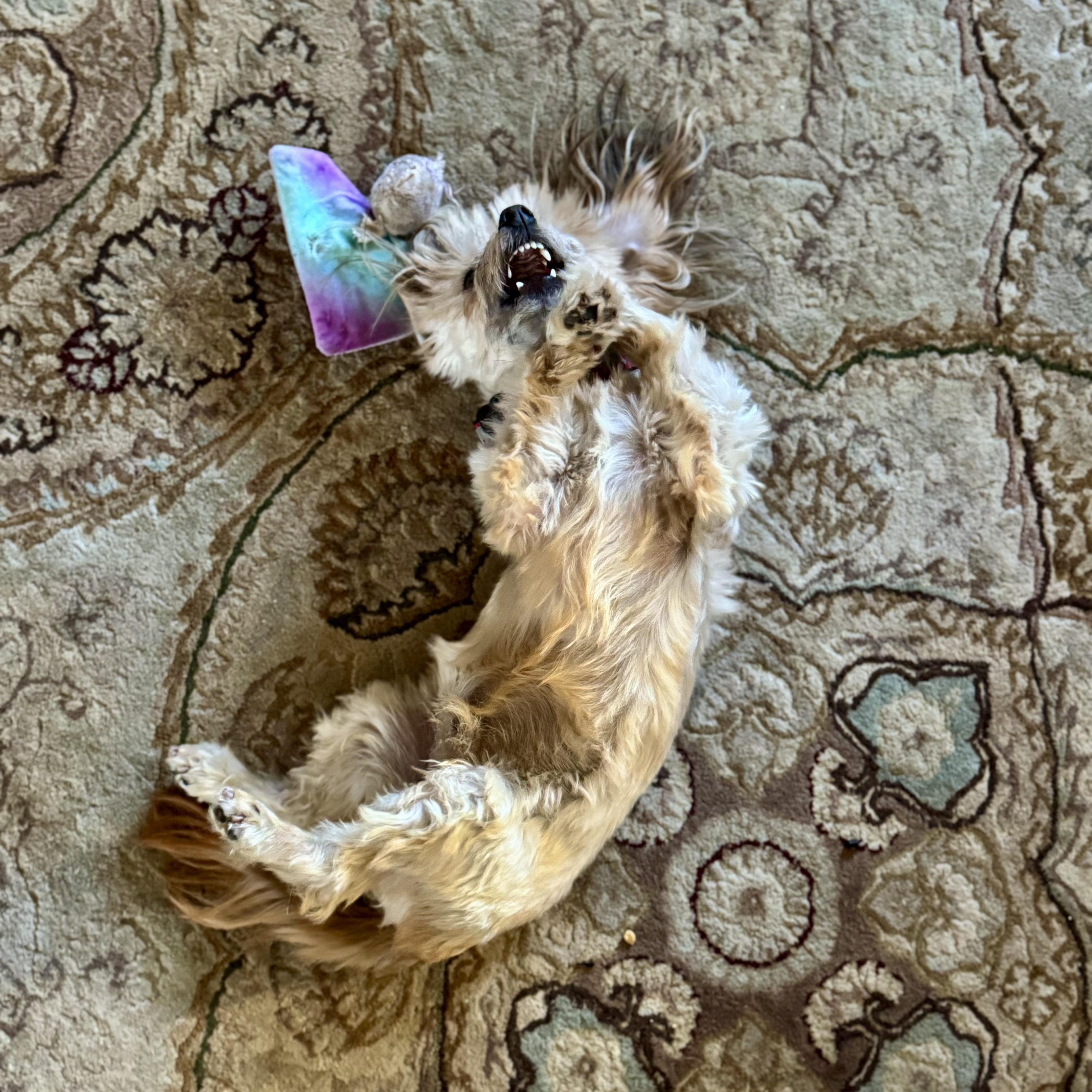 Enlarge Gizmo, a Adoptable mixed breed in Collingswood, NJ image 3/6