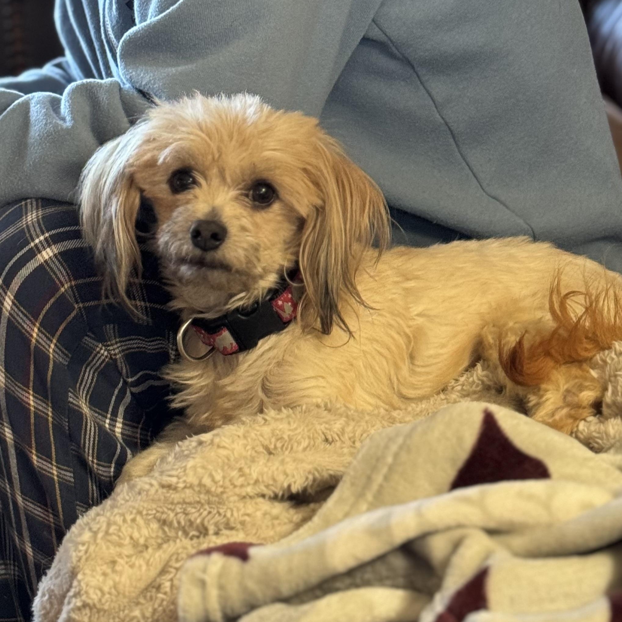 Enlarge Gizmo, a Adoptable mixed breed in Collingswood, NJ image 5/6