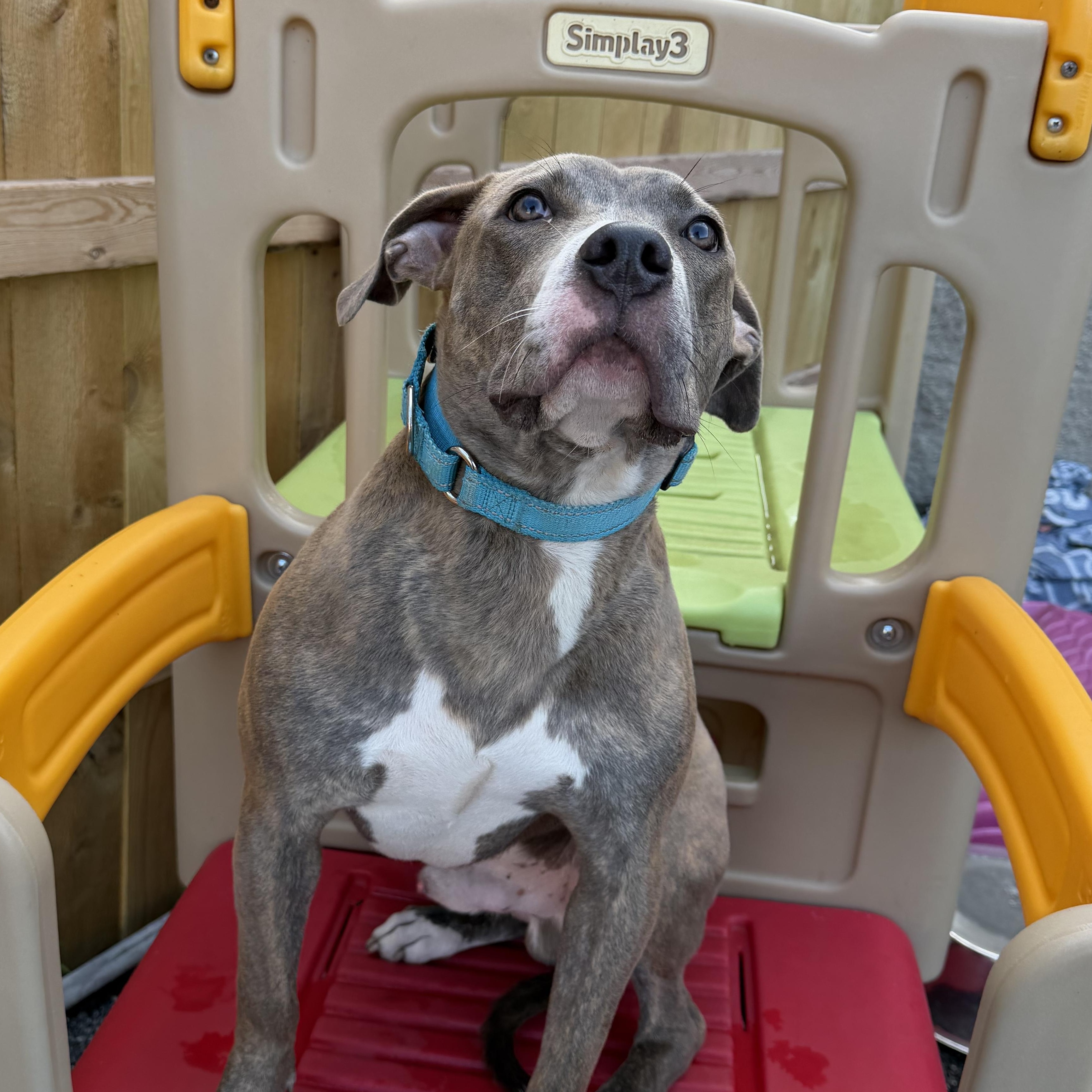 Enlarge Siegfried, a ADOPTABLE Pit Bull Terrier in Naperville, IL image 6/6