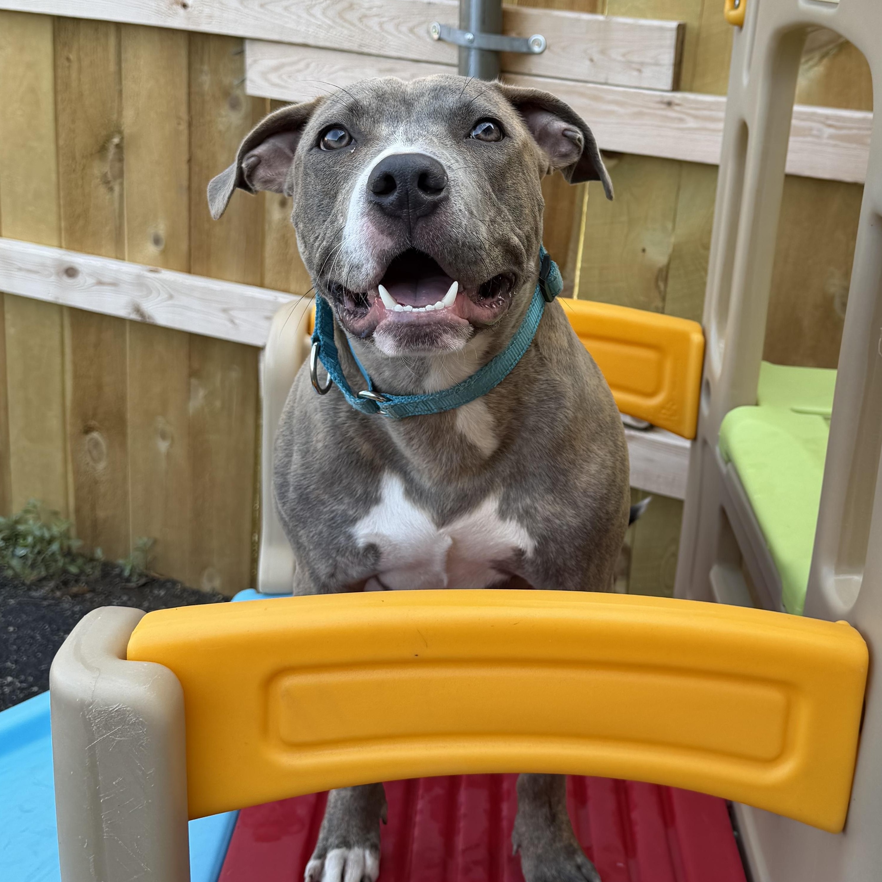 Enlarge Siegfried, a ADOPTABLE Pit Bull Terrier in Naperville, IL image 5/6