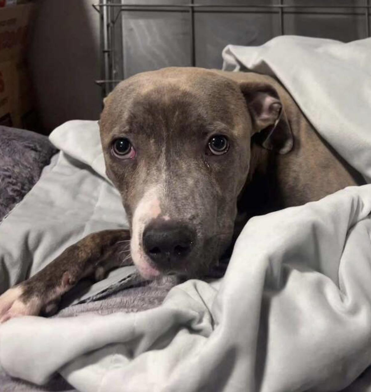 Enlarge Siegfried, a ADOPTABLE Pit Bull Terrier in Naperville, IL image 4/6