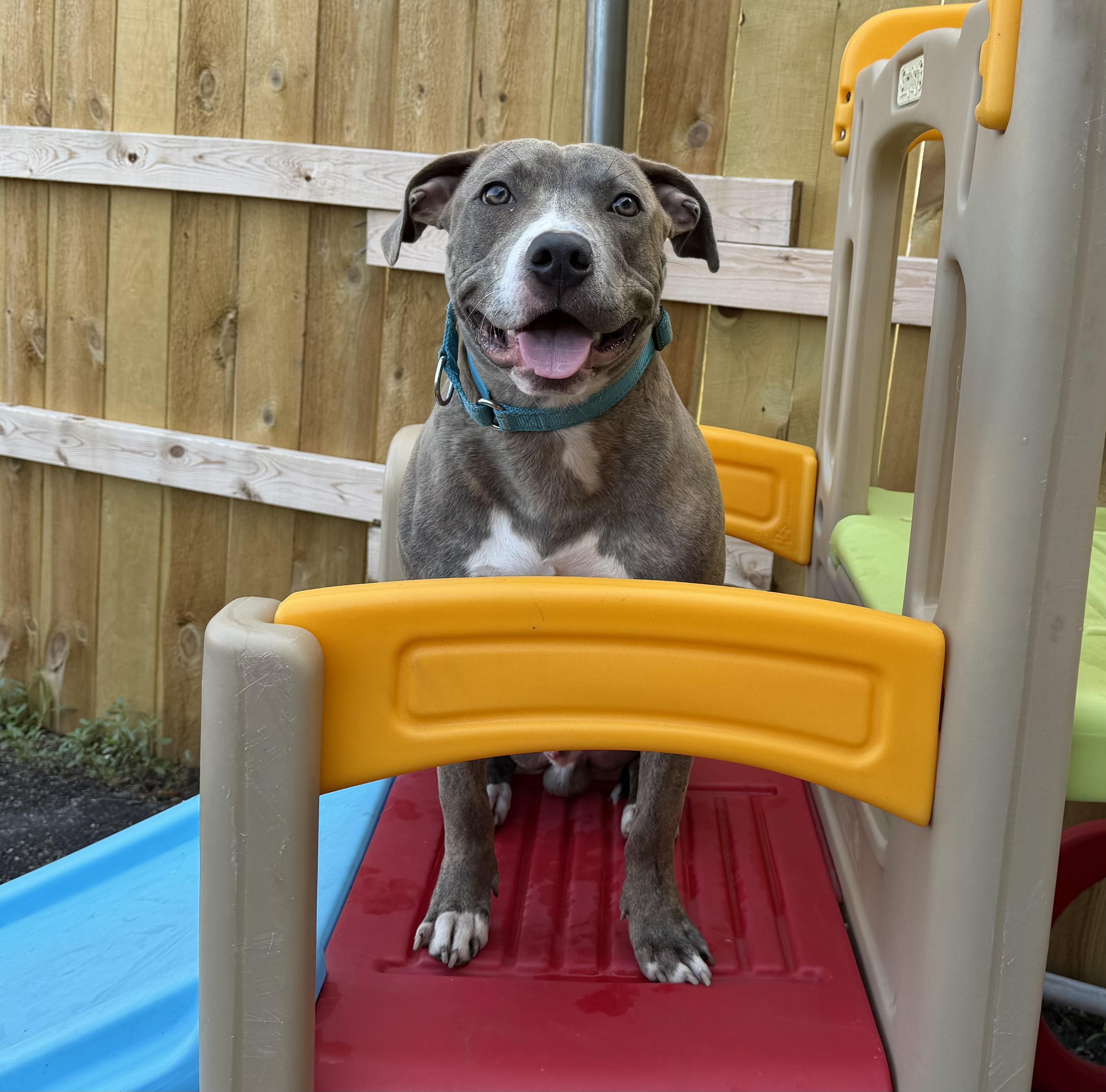 Enlarge Siegfried, a ADOPTABLE Pit Bull Terrier in Naperville, IL image 2/6