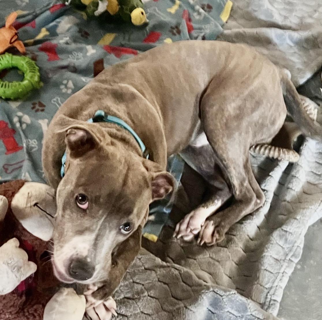 Enlarge Siegfried, a ADOPTABLE Pit Bull Terrier in Naperville, IL image 3/6