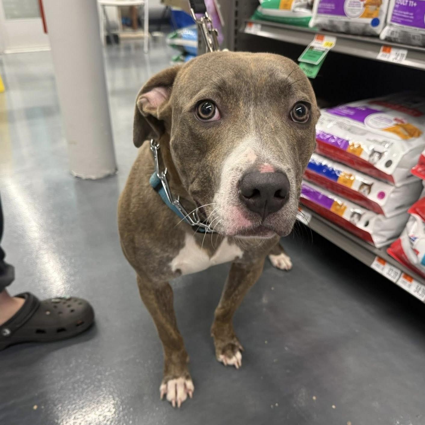 Enlarge Siegfried, a ADOPTABLE Pit Bull Terrier in Naperville, IL image 1/6