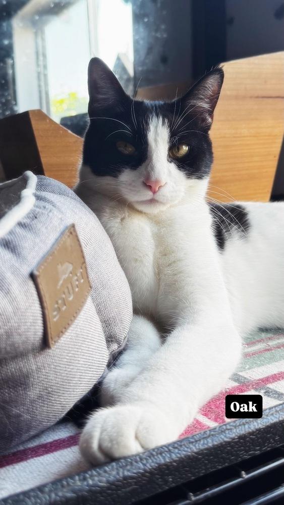 Jet, a Adoptable mixed breed in Gardena, CA image 2/4