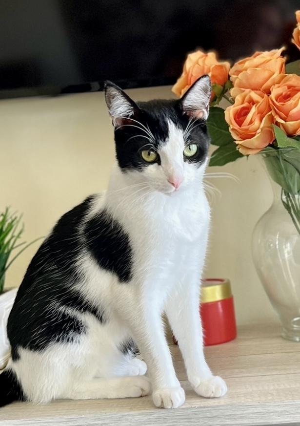 Jet, a Adoptable mixed breed in Gardena, CA image 3/4