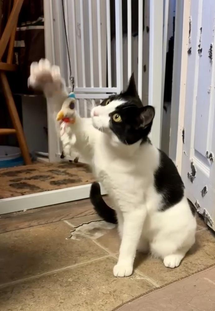 Jet, a Adoptable mixed breed in Gardena, CA image 4/4