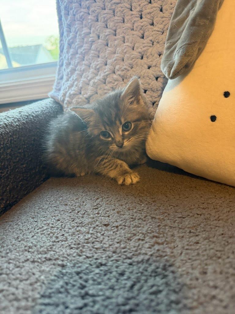 Papaya, Adoptable, Kitten Male Domestic Short Hair.