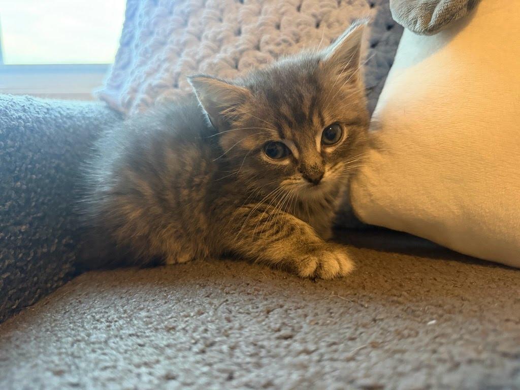 Papaya, a Adoptable mixed breed in Knoxville, TN image 2/4