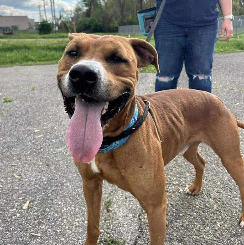 Saint, Adoptable, Adult Male Pit Bull Terrier.