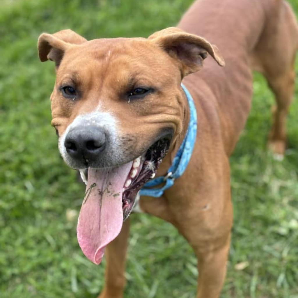 Enlarge Saint, a Adoptable mixed breed in Parkersburg, WV image 2/6