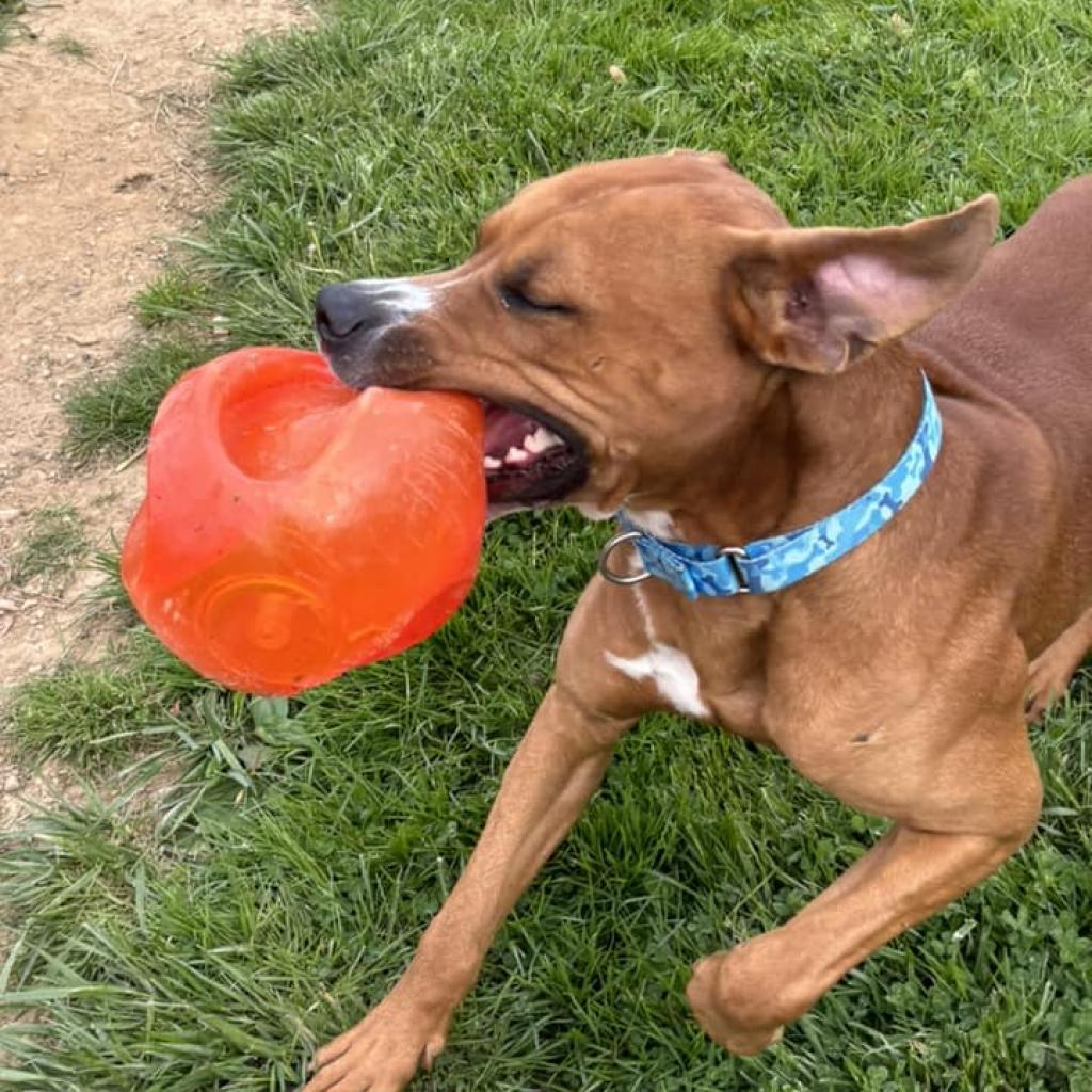 Enlarge Saint, a Adoptable mixed breed in Parkersburg, WV image 3/6