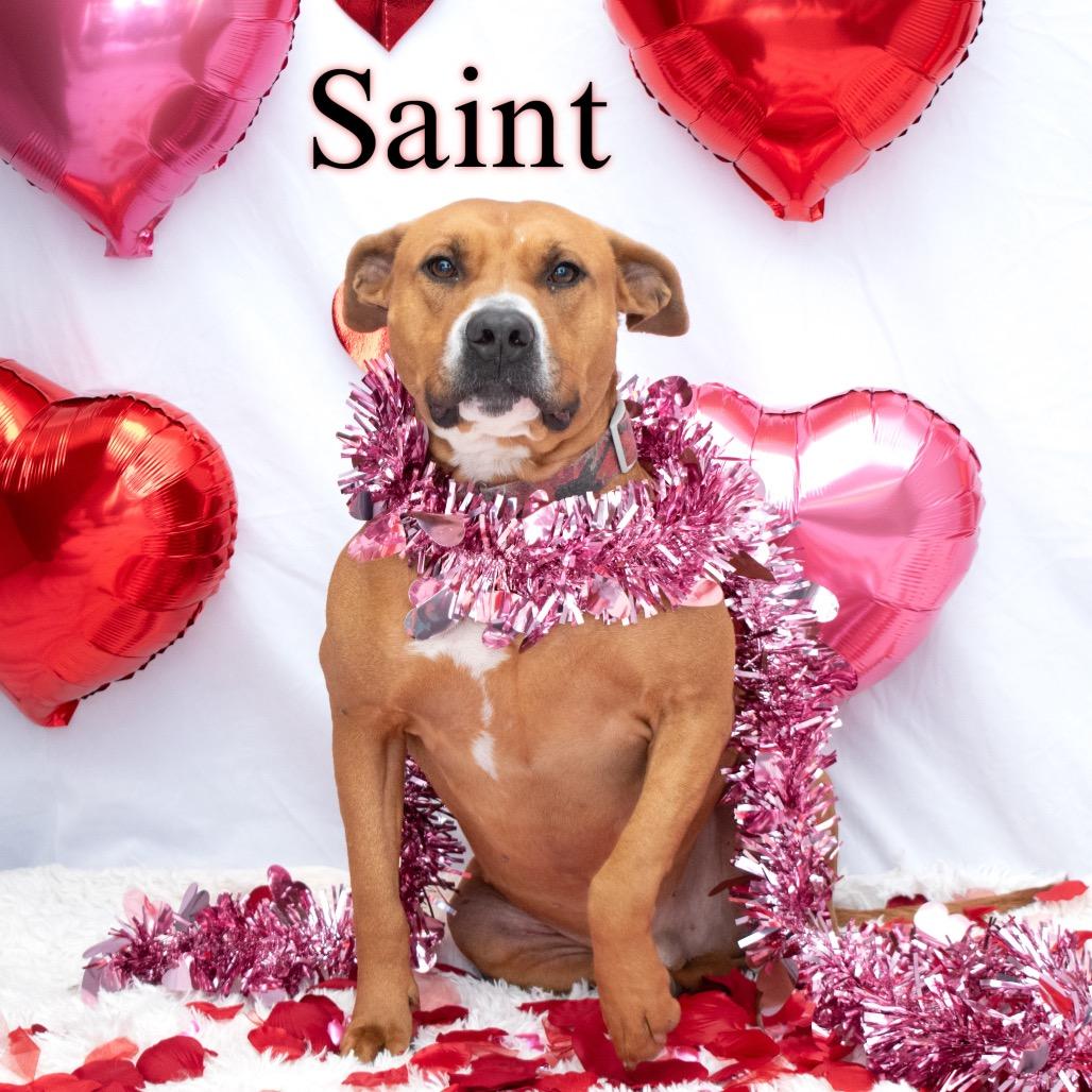 Enlarge Saint, a Adoptable mixed breed in Parkersburg, WV image 4/6