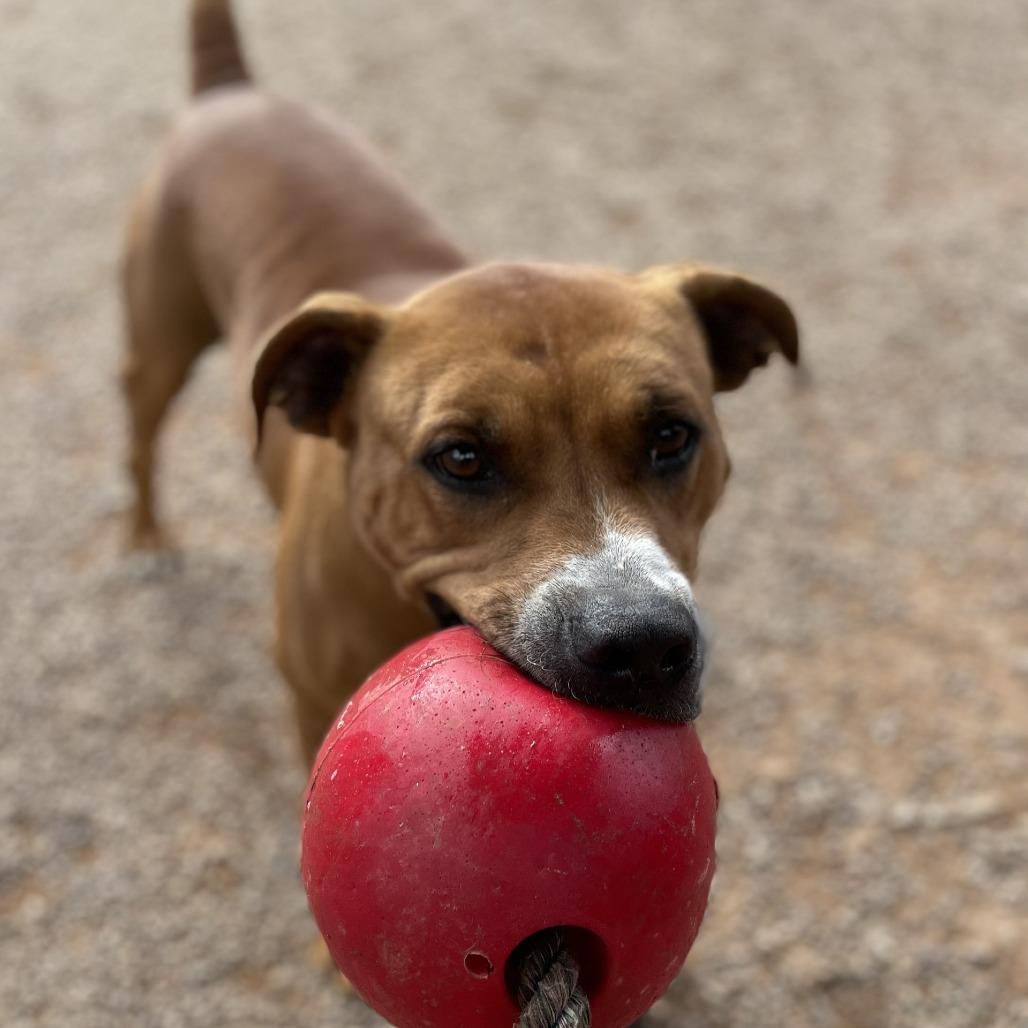 Enlarge Saint, a Adoptable mixed breed in Parkersburg, WV image 5/6