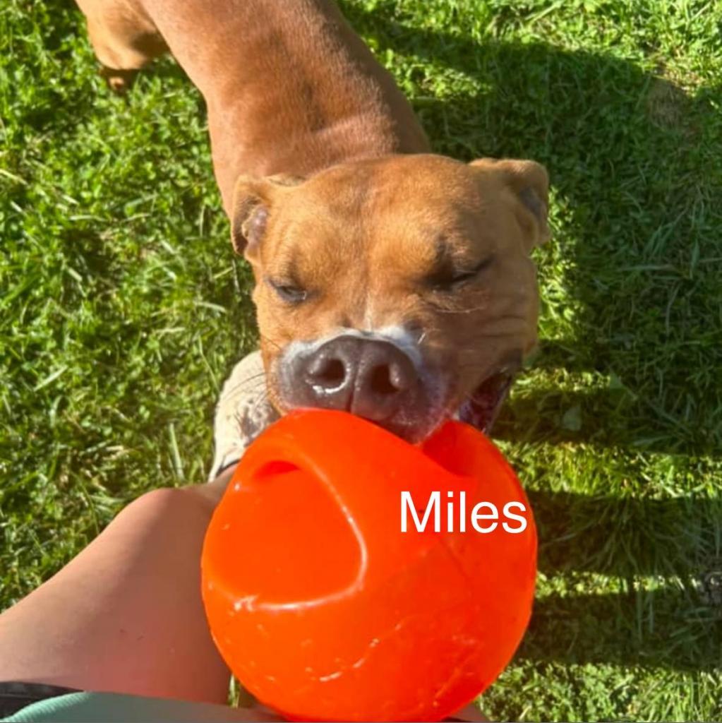 Enlarge Saint, a Adoptable mixed breed in Parkersburg, WV image 5/6