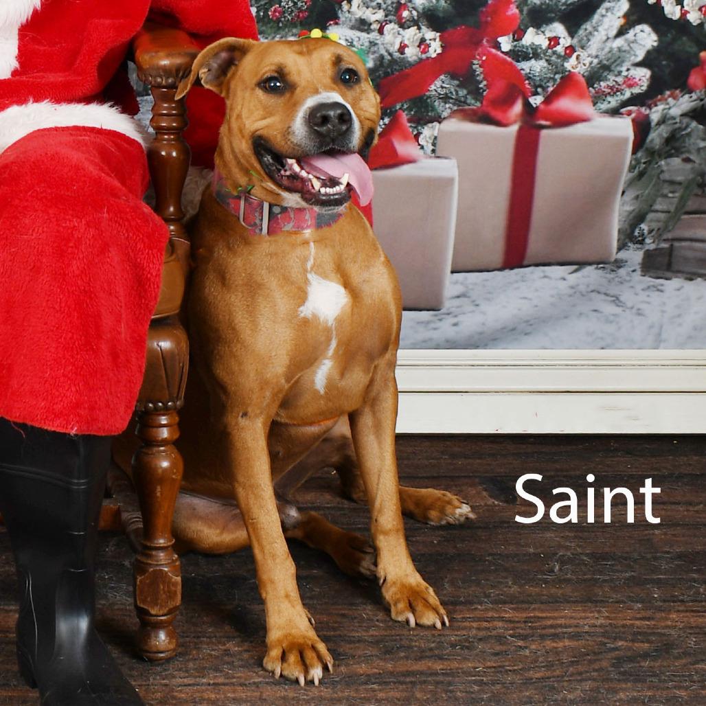 Enlarge Saint, a Adoptable mixed breed in Parkersburg, WV image 6/6