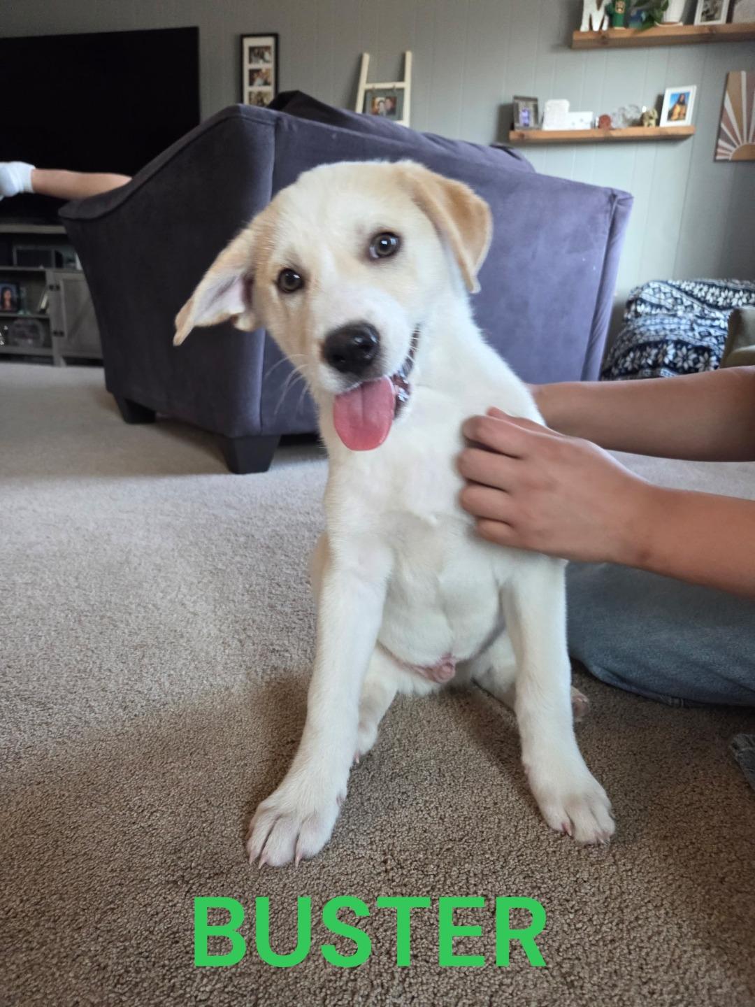 Enlarge Buster, a Adoptable mixed breed in Mesa, AZ image 1/1