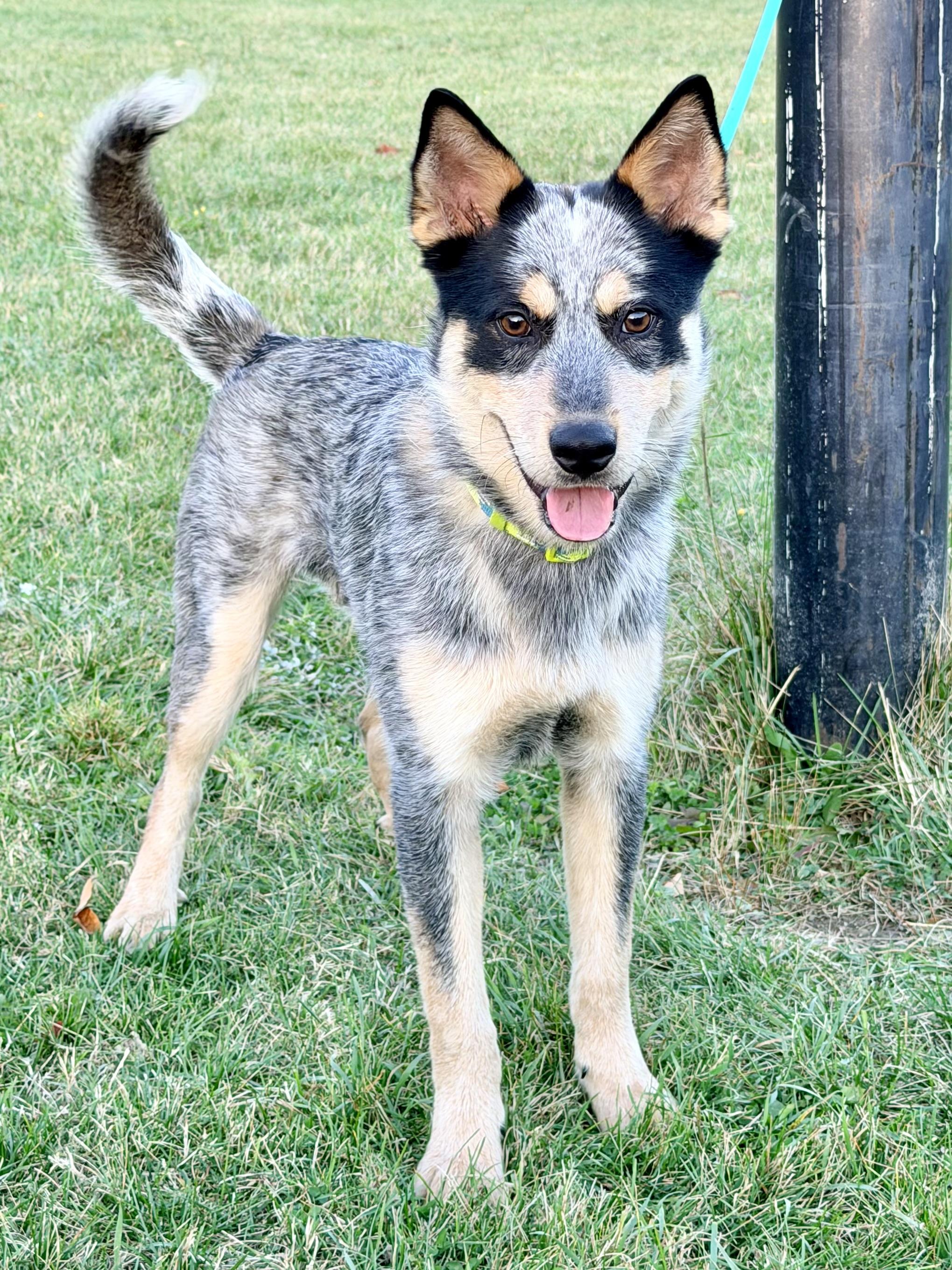Enlarge Dingo, a Adoptable Australian Cattle Dog / Blue Heeler in Bangor, ME image 2/4