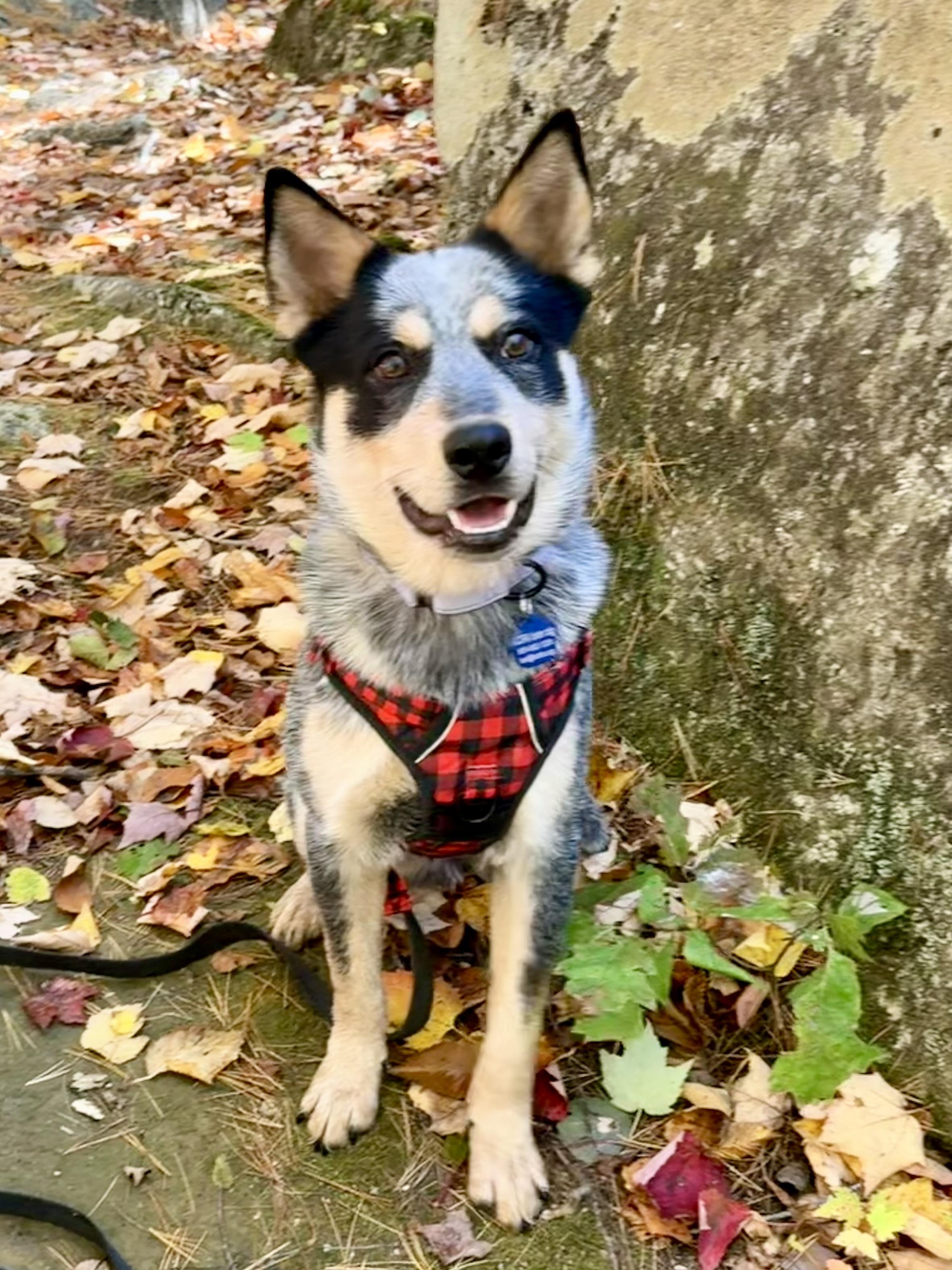 Dingo, Adoptable, Young Male Australian Cattle Dog / Blue Heeler.