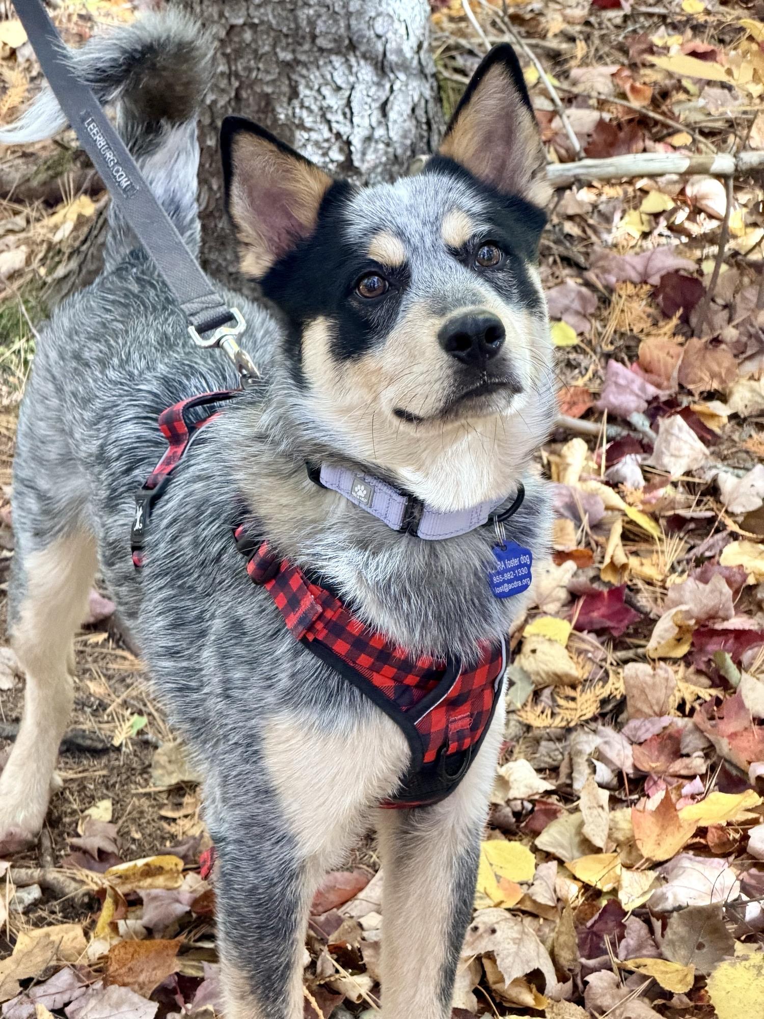 Enlarge Dingo, a Adoptable Australian Cattle Dog / Blue Heeler in Bangor, ME image 4/4