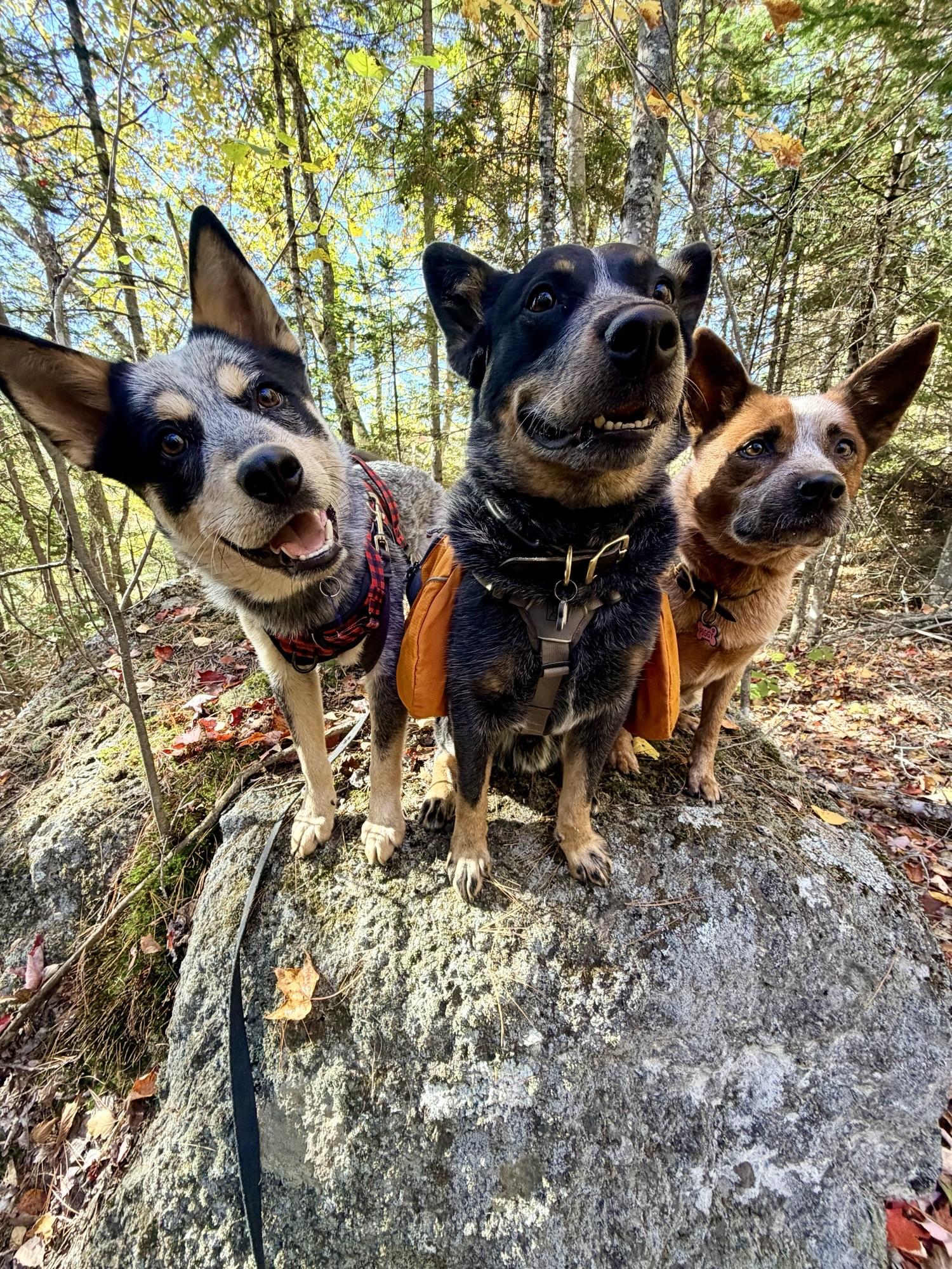 Enlarge Dingo, a Adoptable Australian Cattle Dog / Blue Heeler in Bangor, ME image 3/4