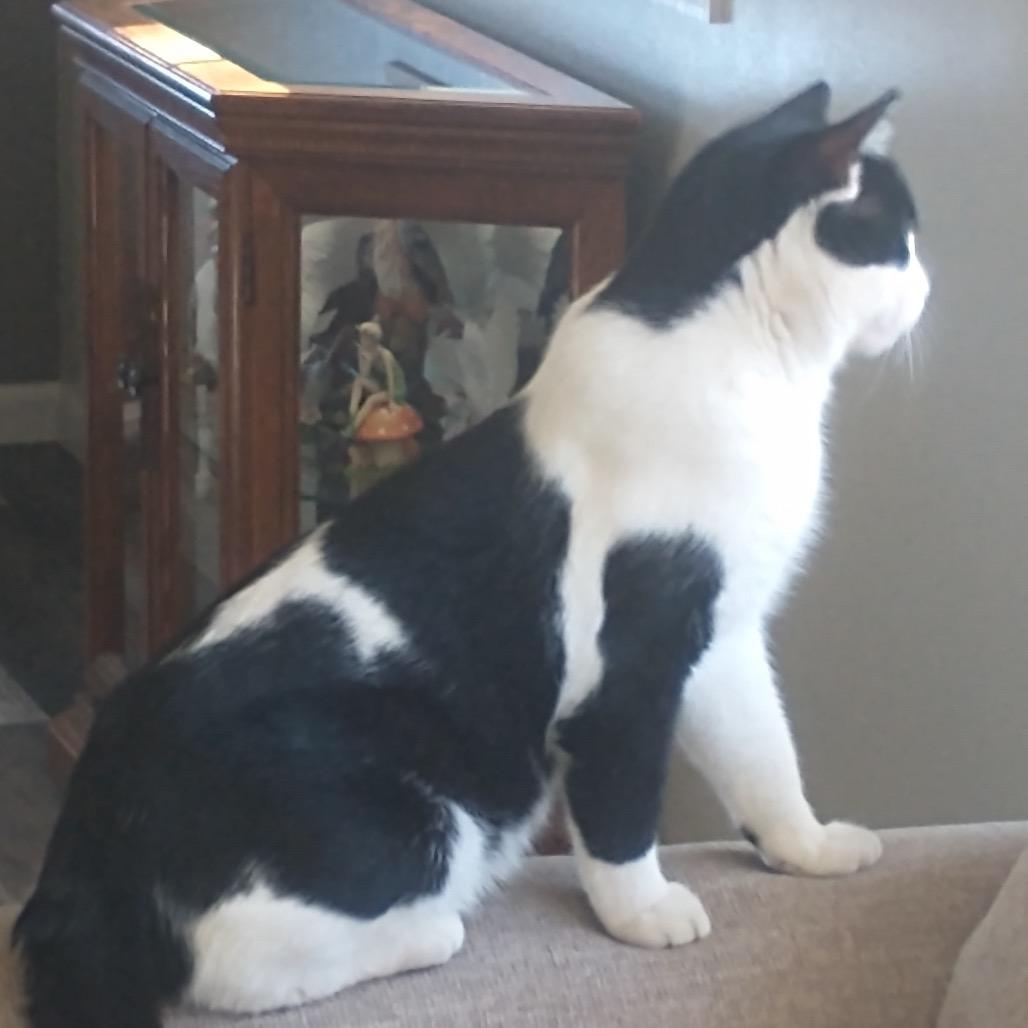 Oreo — thumbnail 2