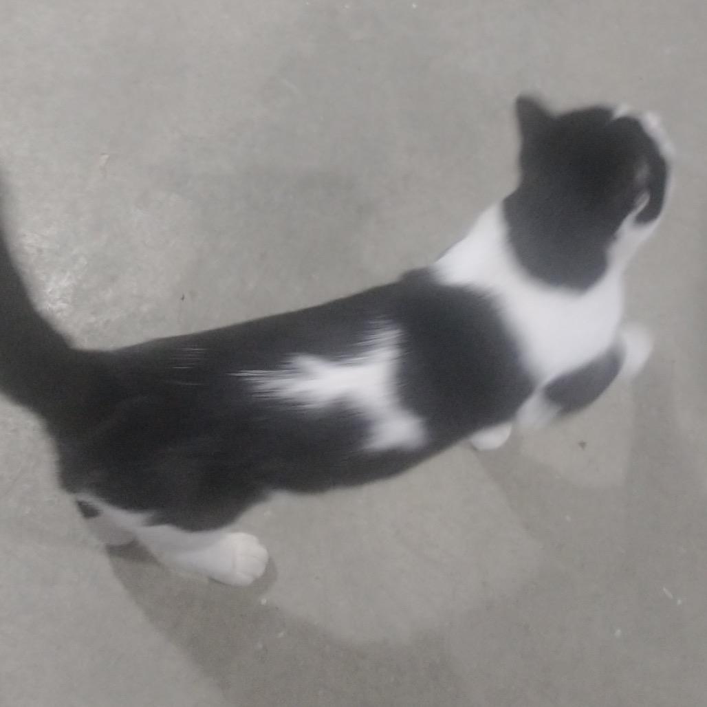 Oreo — thumbnail 3