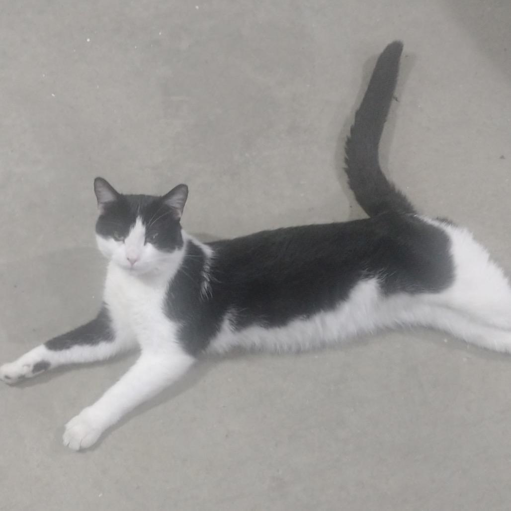 Oreo — thumbnail 4