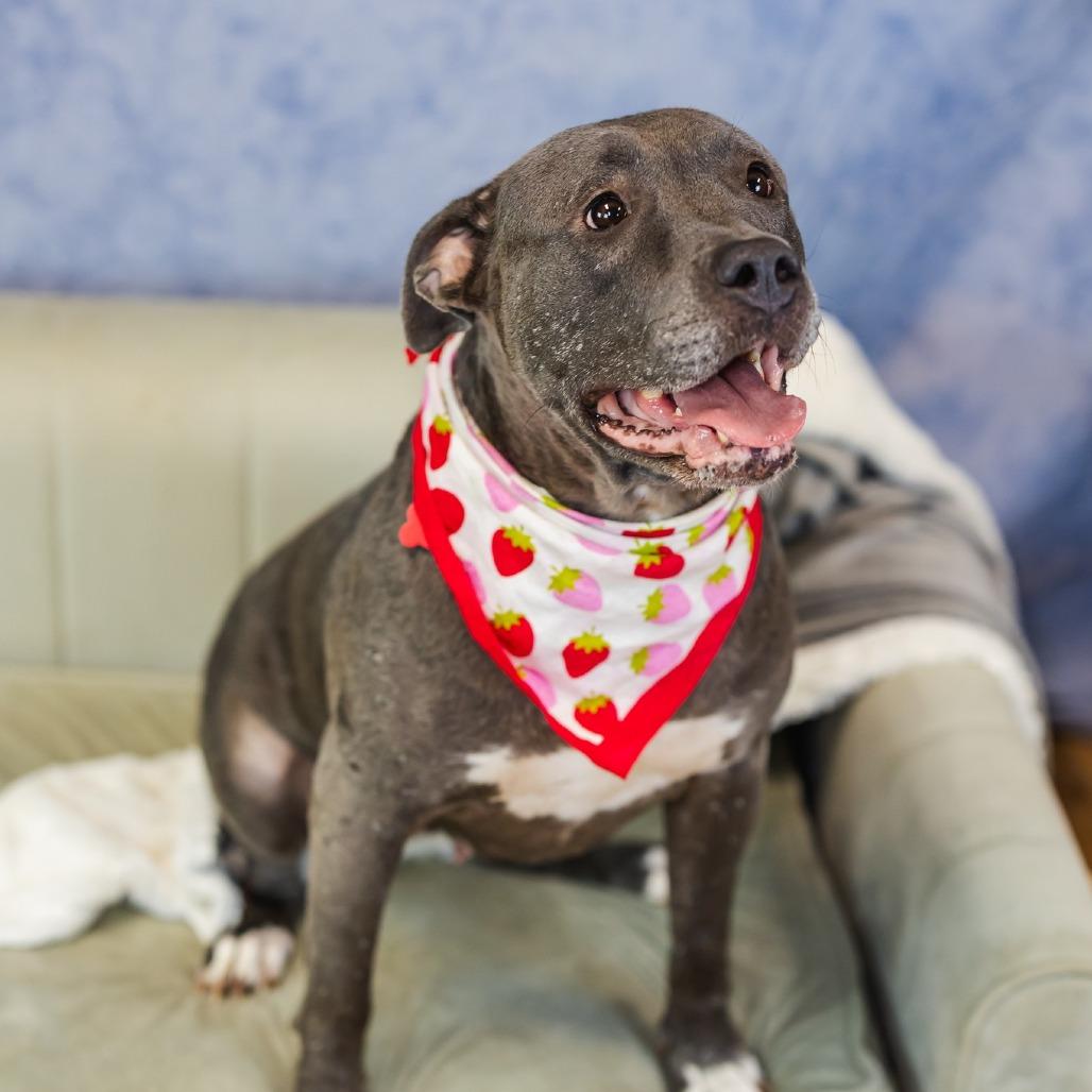 Spring, a Adoptable mixed breed in East Saint Louis, IL image 1/6