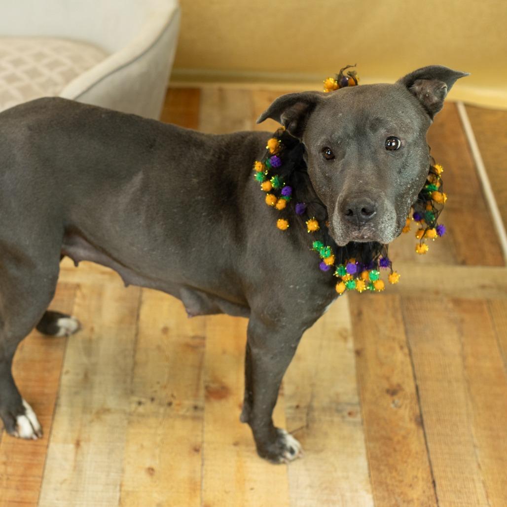 Spring, Adoptable, Adult Female Pit Bull Terrier & American Staffordshire Terrier.