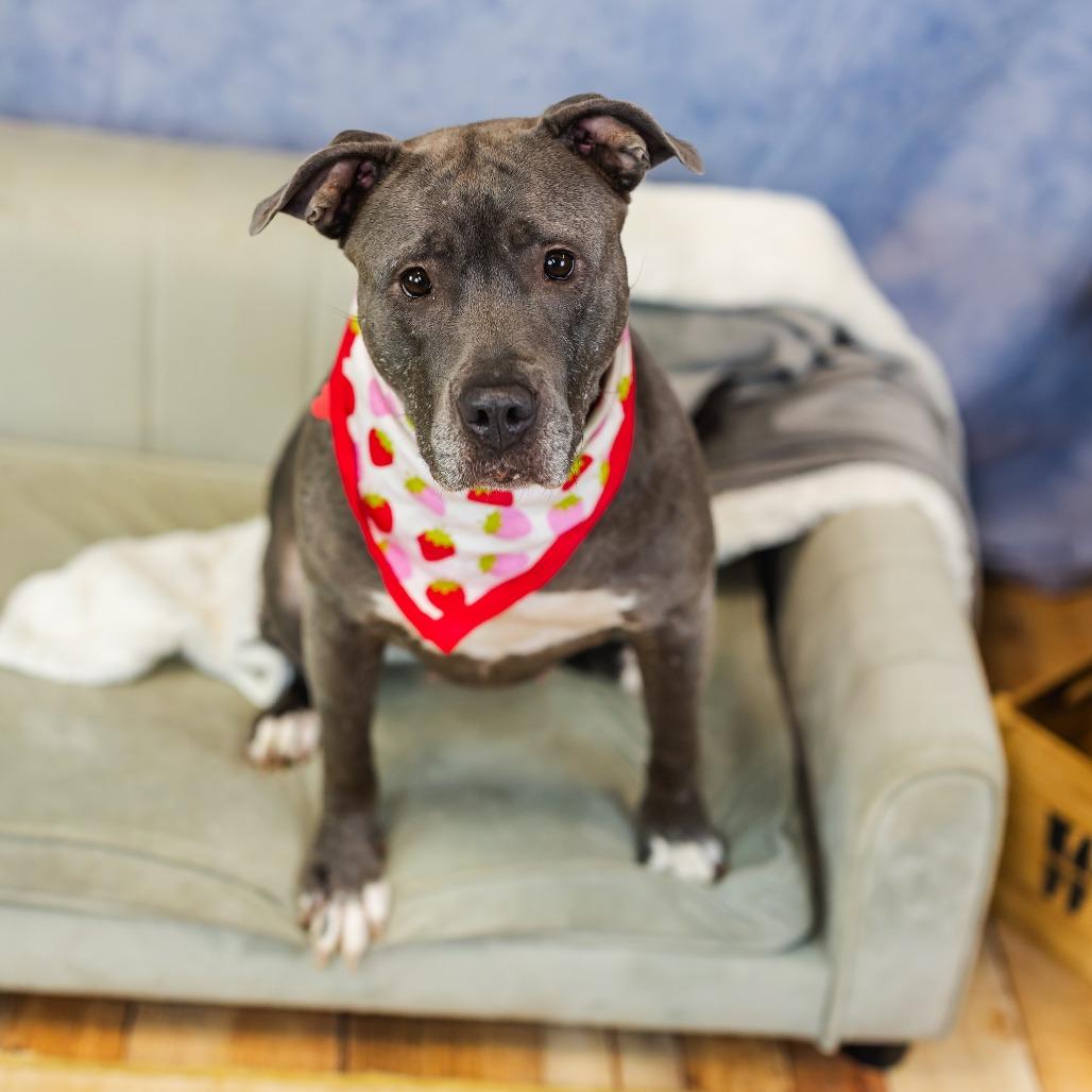 Spring, a Adoptable mixed breed in East Saint Louis, IL image 3/6