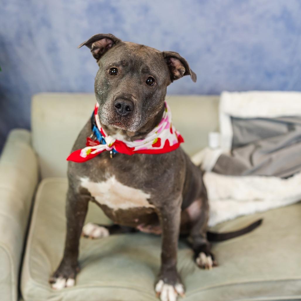 Spring, a Adoptable mixed breed in East Saint Louis, IL image 4/6